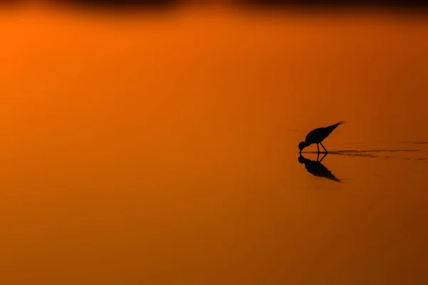 Naturaleza Atardecer Pájaro Fondo Naturaleza Atardecer Pájaro Acuático Común Stilt — Foto de Stock