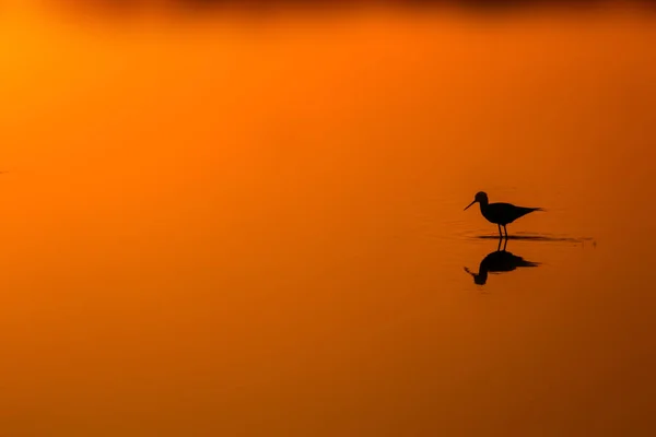 Sonnenuntergang Natur Und Vogel Sonnenuntergang Natur Hintergrund Gewöhnlicher Wasservogel Schwarze — Stockfoto