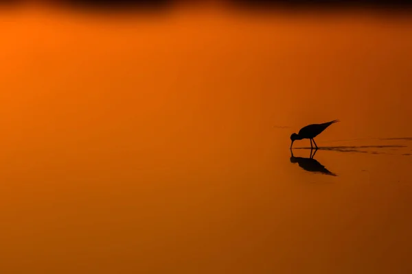 Pôr Sol Natureza Pássaro Pôr Sol Natureza Fundo Pássaro Aquático — Fotografia de Stock