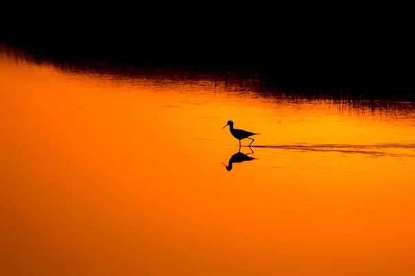 Sonnenuntergang Natur Und Vogel Sonnenuntergang Natur Hintergrund Gewöhnlicher Wasservogel Schwarze — Stockfoto