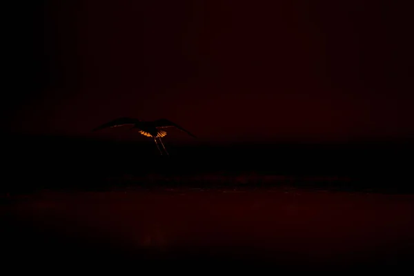 Zonsondergang Natuur Vogel Sunset Natuur Achtergrond Gemeenschappelijk Watervogel Zwart Gevleugelde — Stockfoto