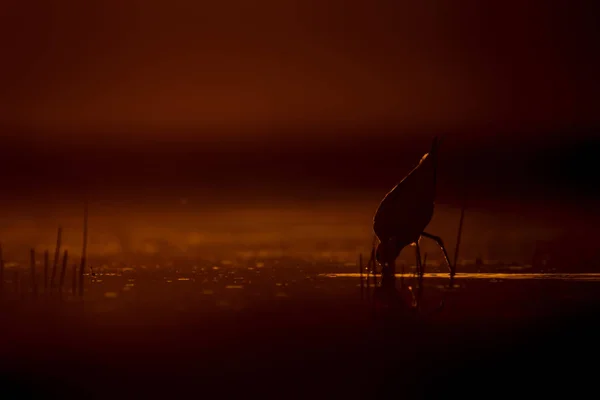 Zonsondergang Natuur Vogel Sunset Natuur Achtergrond Gemeenschappelijk Watervogel Zwart Gevleugelde — Stockfoto