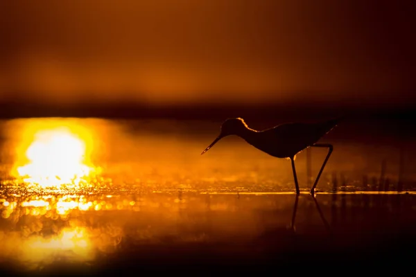 Sunset nature and bird. Sunset nature background. Common water bird: Black winged Stilt. Himantopus himantopus.