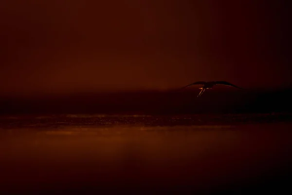 Sunset nature and bird. Sunset nature background. Common water bird: Black winged Stilt. Himantopus himantopus.