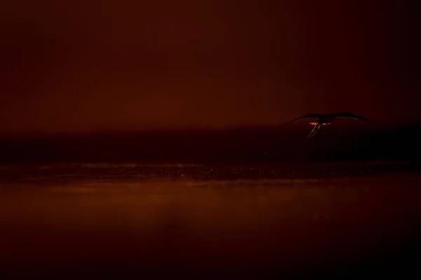 Zonsondergang Natuur Vogel Sunset Natuur Achtergrond Gemeenschappelijk Watervogel Zwart Gevleugelde — Stockfoto