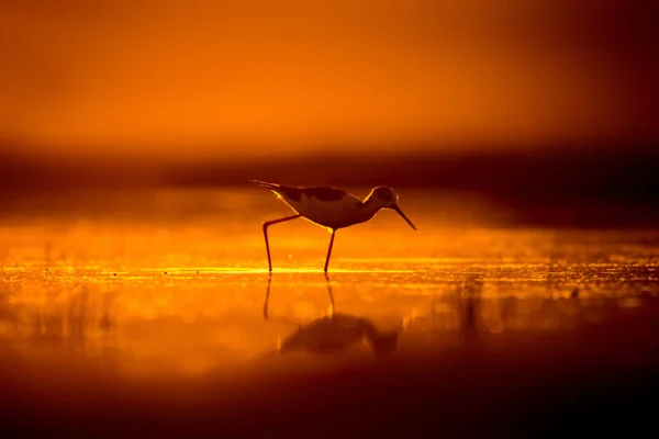 Sonnenuntergang Natur Und Vogel Sonnenuntergang Natur Hintergrund Gewöhnlicher Wasservogel Schwarze — Stockfoto