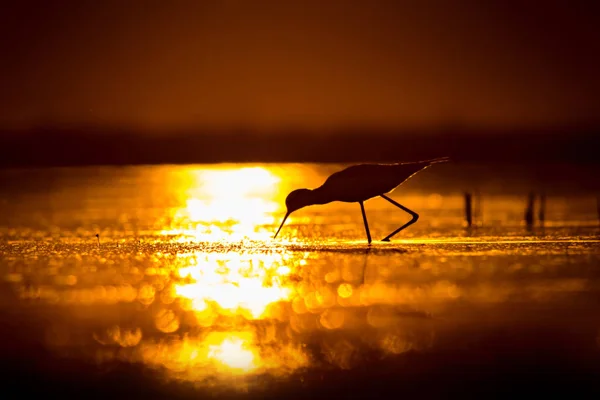 Sonnenuntergang Natur Und Vogel Sonnenuntergang Natur Hintergrund Gewöhnlicher Wasservogel Schwarze — Stockfoto