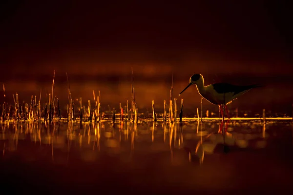 Sonnenuntergang Natur Und Vogel Sonnenuntergang Natur Hintergrund Gewöhnlicher Wasservogel Schwarze — Stockfoto