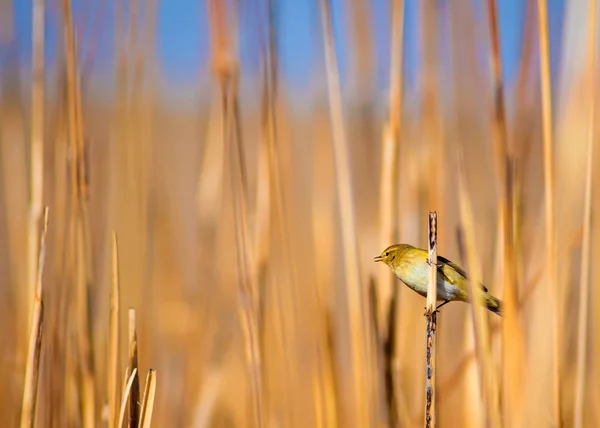 Natur Und Vogel Natürlicher Hintergrund — Stockfoto