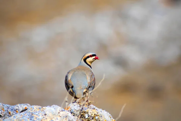 Perdiz Fondo Naturaleza Marrón Chukar Partridge Alectoris Chukar —  Fotos de Stock