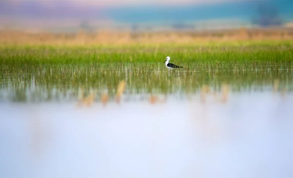 Güzel Kuşları Siyah Kanatlı Stilt Yeşil Doğa Arka Planı — Stok fotoğraf