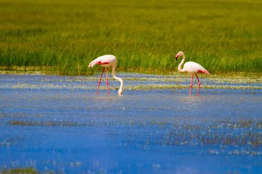 Flamingos. Doğa arka planı. Kuş: Büyük Flamingo. Fenikekopterus roseus.