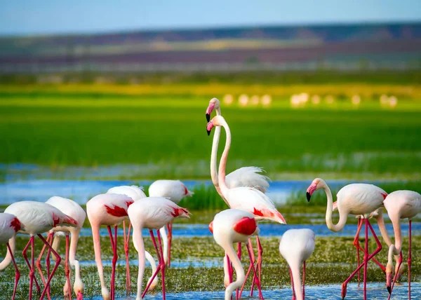 Flamingi Tło Przyrodnicze Ptak Większy Flaming Phoenicopterus Roseus — Zdjęcie stockowe