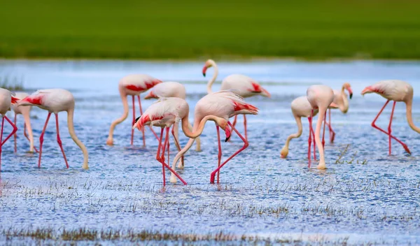 Flamingos Nature Background Bird Greater Flamingo Phoenicopterus Roseus — Stock Photo, Image