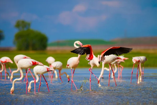 Flamingos Nature Background Bird Greater Flamingo Phoenicopterus Roseus — Stock Photo, Image