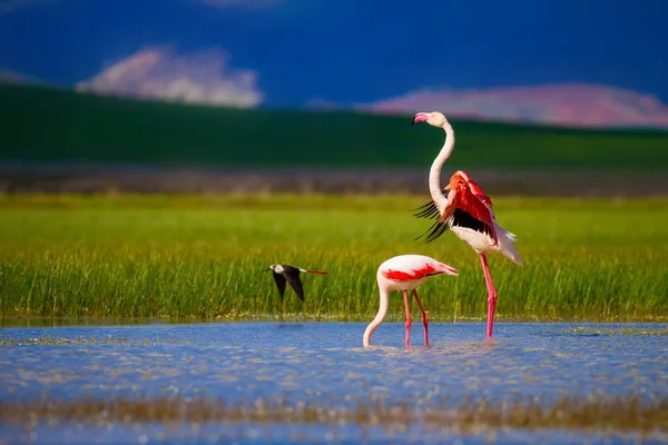 Flamingos Nature Background Bird Greater Flamingo Phoenicopterus Roseus — Stock Photo, Image