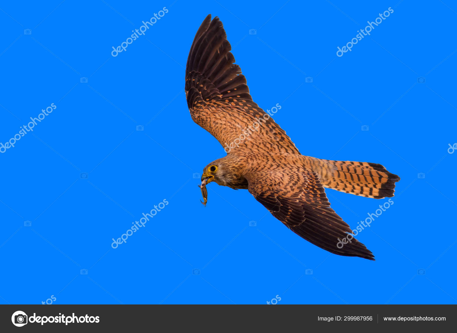 Flying Falcon Hunt Naturel Background Bird Lesser Kestrel Falco Naumanni Stock Photo C Mutan7 Flying Falcon Hunt Naturel Background Bird Lesser Kestrel Falco Naumanni Stock Photo C Mutan7