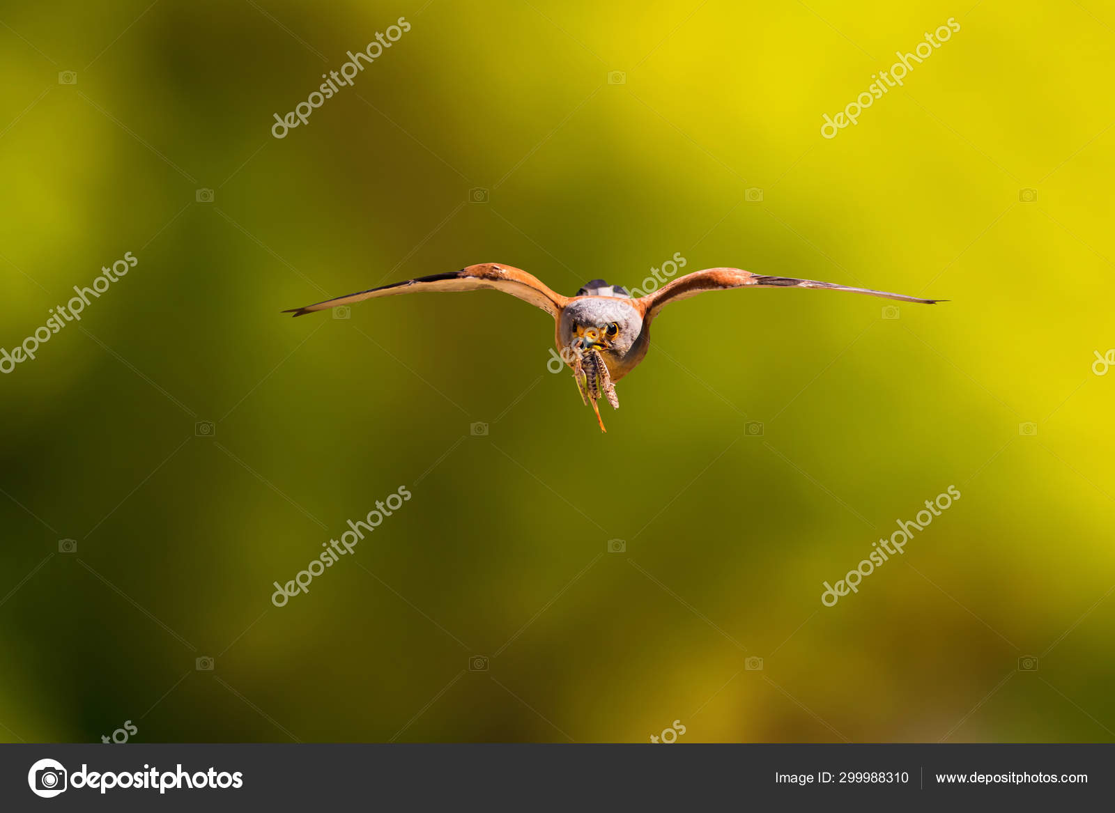 ᐈ Falcon In Flight Stock Pictures Royalty Free Peregrine Falcon Flying Images Download On Depositphotos ᐈ Falcon In Flight Stock Pictures Royalty Free Peregrine Falcon Flying Images Download On Depositphotos