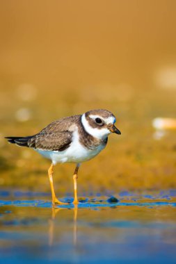 Su ve kuş yaşamı. Doğa habitat arka plan.