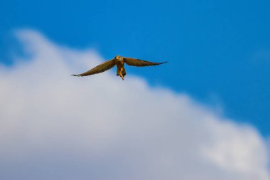 Flying falcon with hunt. Naturel background. Bird: Lesser Kestrel. Falco naumanni. clipart