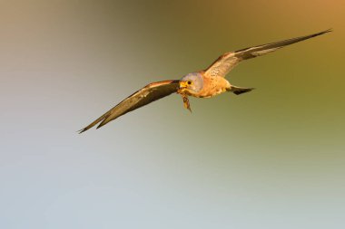 Avile uçan şahin. Naturel arka plan. Kuş: Küçük Kerkenez. Falco naumanni.