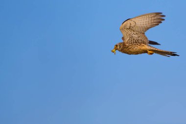 Avile uçan şahin. Naturel arka plan. Kuş: Küçük Kerkenez. Falco naumanni.