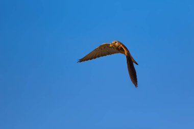 Avile uçan şahin. Naturel arka plan. Kuş: Küçük Kerkenez. Falco naumanni.