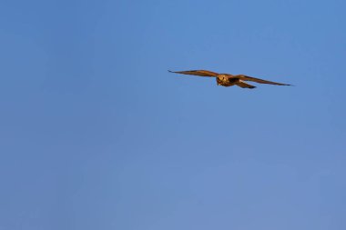 Avile uçan şahin. Naturel arka plan. Kuş: Küçük Kerkenez. Falco naumanni.