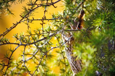 Orman ve baykuş. Çam ağacı. Kuş: Uzun kulaklı baykuş. Asio otus. Doğa arka planı. 