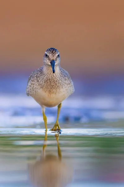 Acqua Avifauna Sfondo Habitat Naturale — Foto Stock