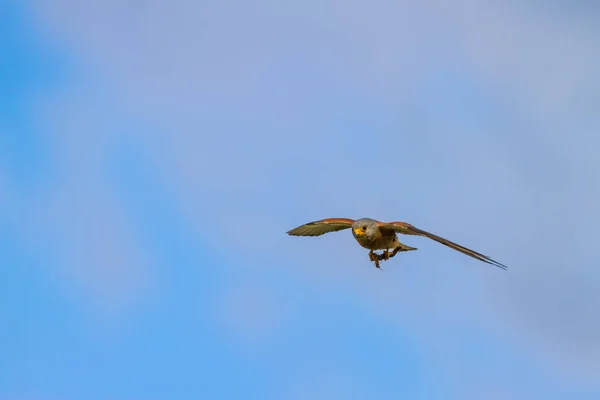 Ιπτάμενο Γεράκι Κυνήγι Υπόβαθρο Της Φύσης Γεράκι Μικρό Κέκελ Φάλκο — Φωτογραφία Αρχείου