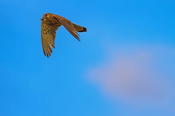 Falcão Voador Com Caça Fundo Natureza Pássaro Menos Kestrel Falco — Fotografia de Stock