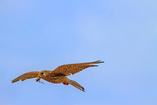Flying falcon with hunt. Naturel background. Bird: Lesser Kestrel. Falco naumanni.
