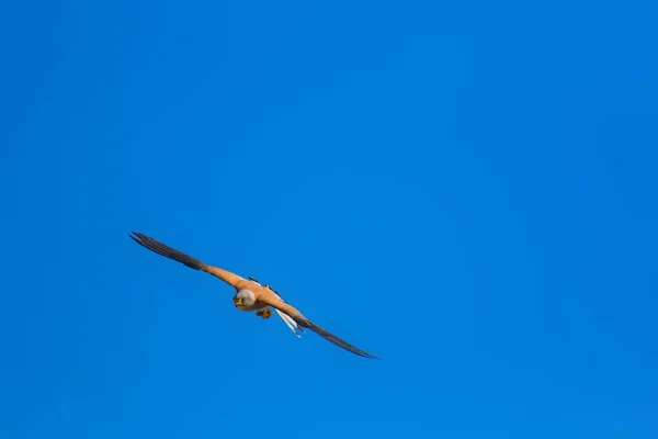 飞行猎鹰与狩猎 自然背景 小凯斯特雷尔 法尔科 瑙曼尼 — 图库照片
