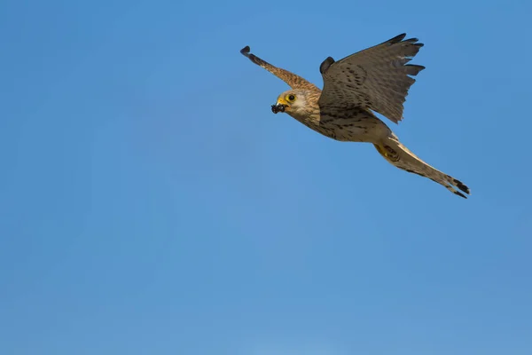 Falcão Voador Com Caça Fundo Natureza Pássaro Menos Kestrel Falco — Fotografia de Stock