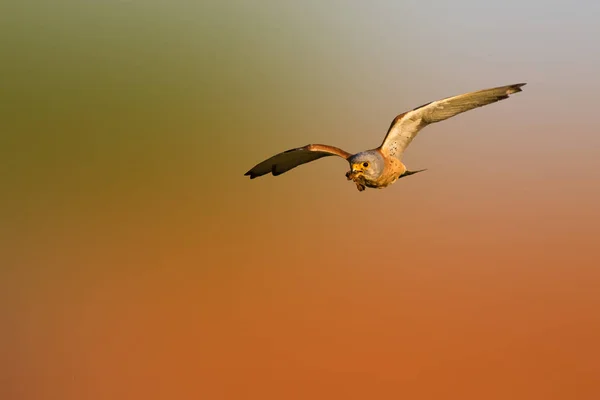 Fliegender Falke Mit Jagd Naturel Hintergrund Vogel Turmfalke Falco Naumanni — Stockfoto