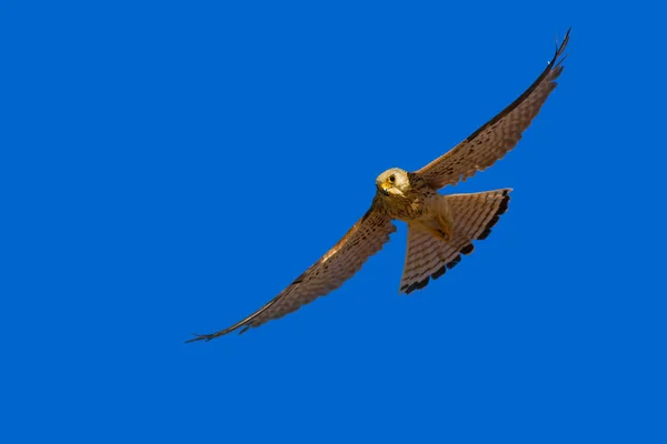 Flying Falcon Hunt Naturel Background Bird Lesser Kestrel Falco Naumanni — Stock Photo, Image