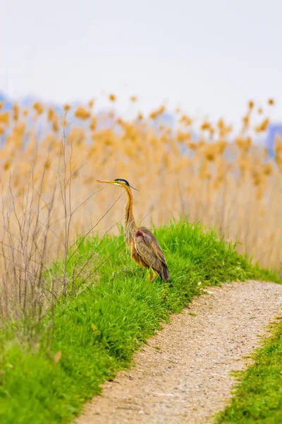 Heron Och Livsmiljö Natur Bakgrund Fågel Lila Häger Auktor — Stockfoto