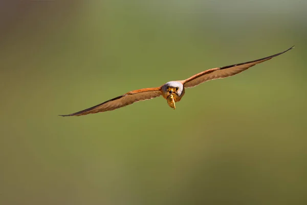 Falcão Voador Com Caça Fundo Natureza Pássaro Menos Kestrel Falco — Fotografia de Stock