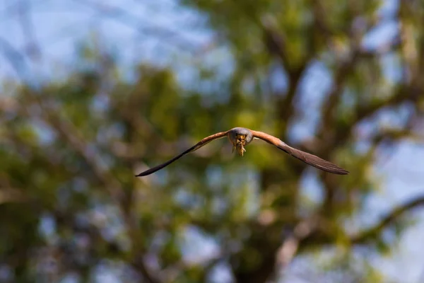 狩りで飛ぶハヤブサ 自然の背景 レッサー ケストレル ファルコ ナウマンニ — ストック写真