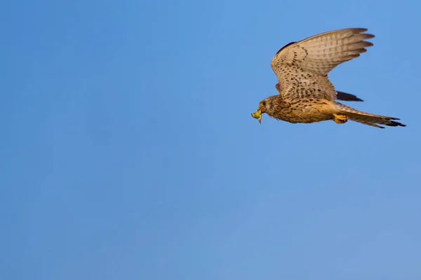Flygande Falk Med Jakt Naturel Bakgrund Fågel Lesser Kestrel Falco — Stockfoto