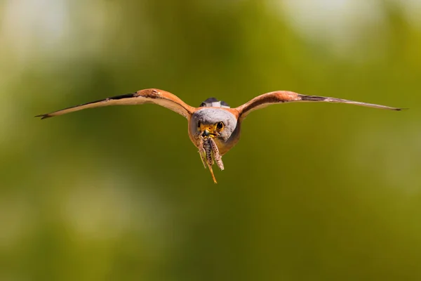 Létající Sokol Lovím Pozadí Naturel Ptáček Poštolka Falco Naumanni — Stock fotografie