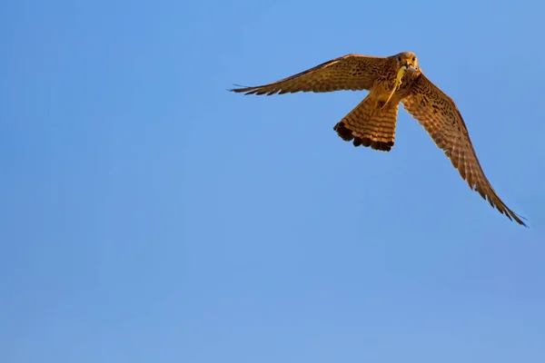 Vliegende Valk Met Hunt Naturel Achtergrond Vogel Kleine Torenvalk Falco — Stockfoto