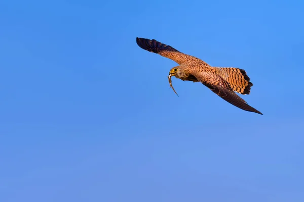 飞行猎鹰与狩猎 自然背景 小凯斯特雷尔 法尔科 瑙曼尼 — 图库照片