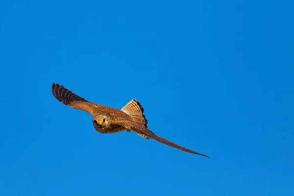 Летит Сокол Охотой Естественное Происхождение Лессер Кестрел Falco Nauchi — стоковое фото