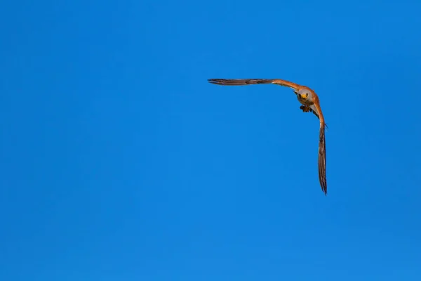 狩りで飛ぶハヤブサ 自然の背景 レッサー ケストレル ファルコ ナウマンニ — ストック写真