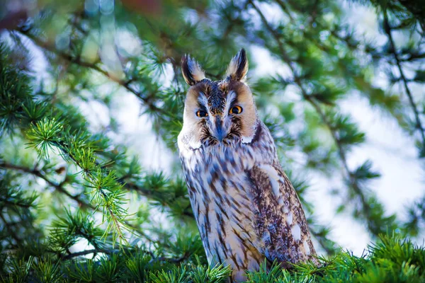 Foresta Gufo Pino Uccello Gufo Dalle Orecchie Lunghe Asio Otus — Foto Stock