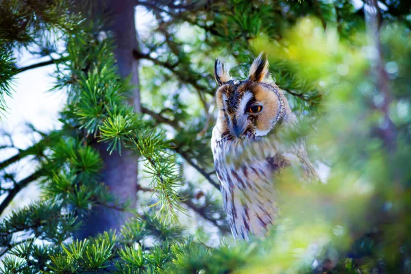 Bos Uil Pine Tree Vogel Lange Phayre Uil Asio Otus — Stockfoto