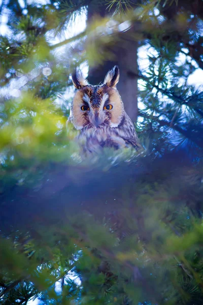 Forêt Hibou Pin Oiseau Hibou Des Marais Asio Otus Contexte — Photo