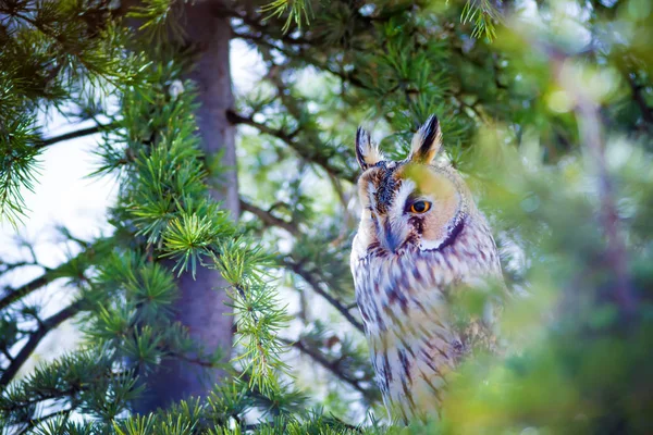 Wald Und Eule Kiefer Vogel Langohreule Asio Otus Hintergrund Natur — Stockfoto